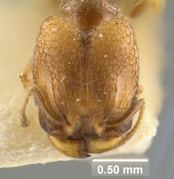 Media type: image;   Entomology 8695 Aspect: head frontal view
